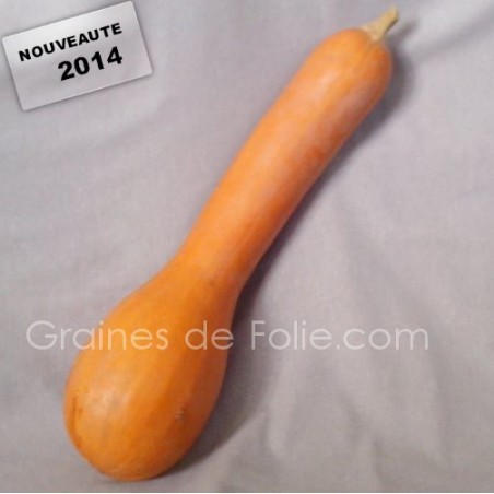 Courge LONGUE de NICE