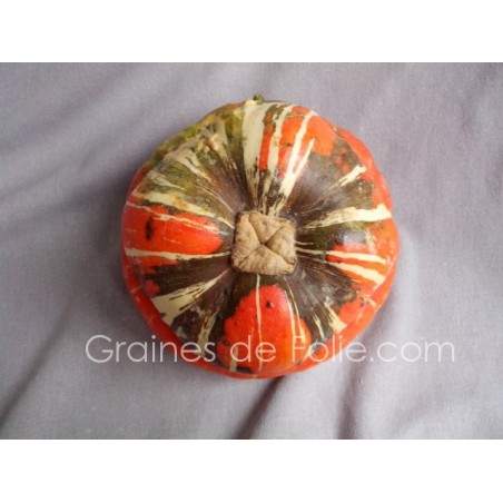 Giraumon TURBAN TURC