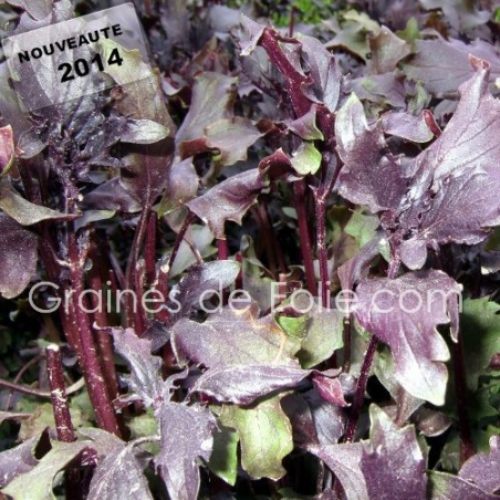 BASILIC FRISE POURPRE