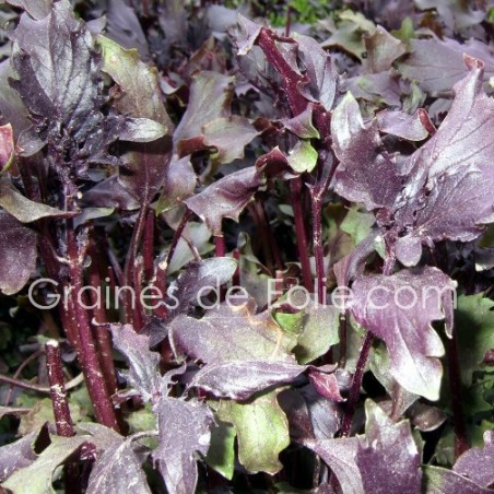 BASILIC FRISE POURPRE