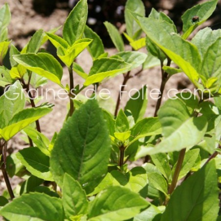 BASILIC REGLISSE