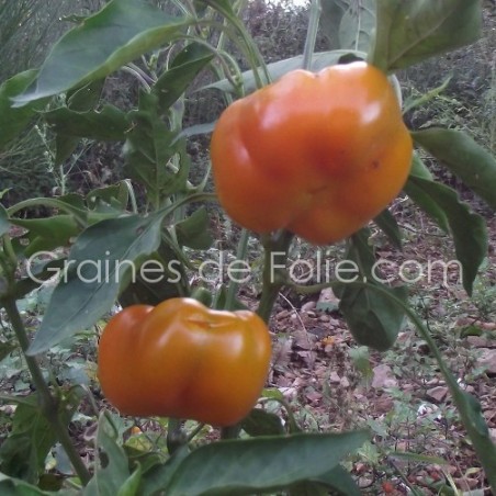 Poivron MANDARINE