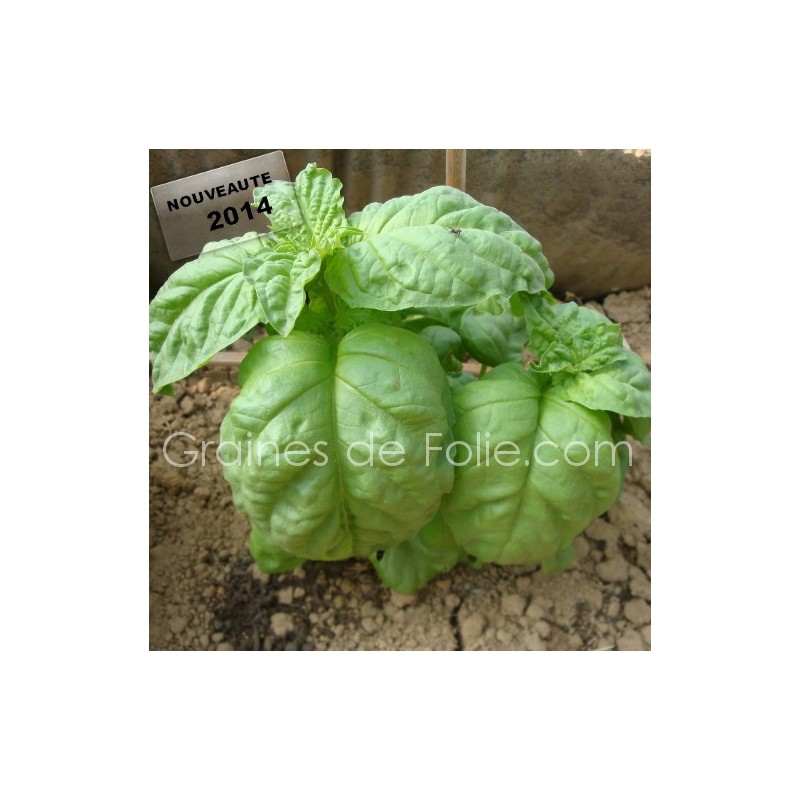 Graines De Basilic Géant Génois Batlle | Sachet 4g | Pour Cuisine Et Jardin | Aromatique Et Verte