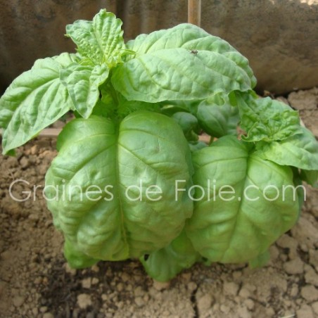 BASILIC FEUILLE de LAITUE