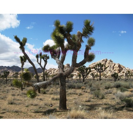 Yucca Brevifolia