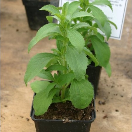 STEVIA - Plante à Sucre