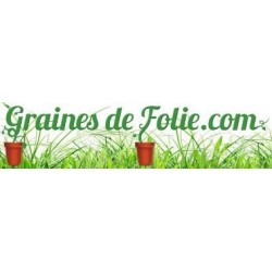 Graines de Laitue TOM POUCE