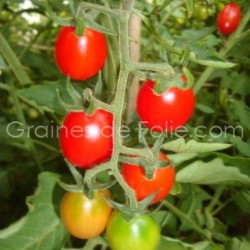 Tomate CILIEGIA