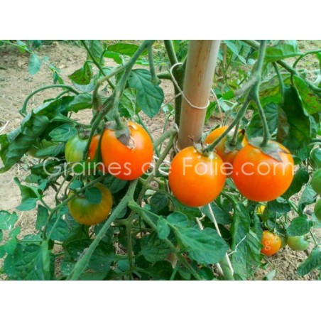 Graines de Tomate IDA GOLD - BIO *