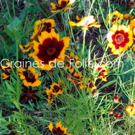 Graines de COREOPSIS ELEGANT
