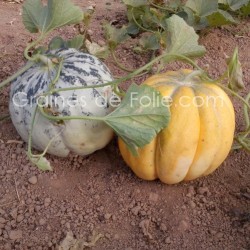 Graines de Melon de BELLEGARDE - BIO *