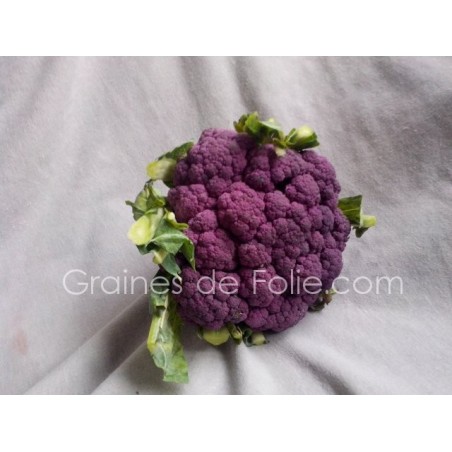 Chou Fleur VIOLET de SICILE