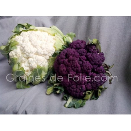 Duo CHOU FLEUR