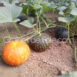 Graines de Melon TIGRE