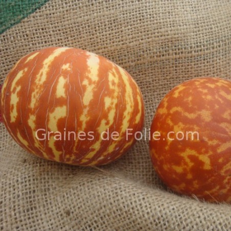 Graines de Melon TIGRE