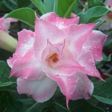 Rose du Désert CASSIOPEE triple Rose du Désert CASSIOPEE triple