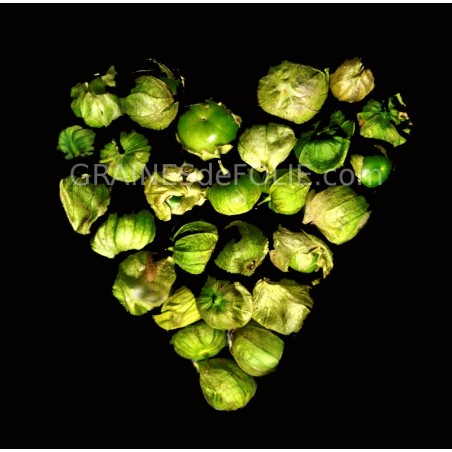 « GRANDE RIO VERDE » Tomatillo 