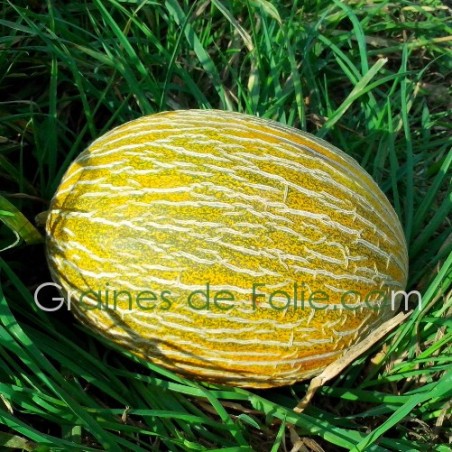Nos graines potagères melon de Cavaillon espagnol - La Bonne Graine
