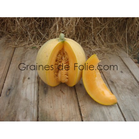 Melon BOULE D' OR