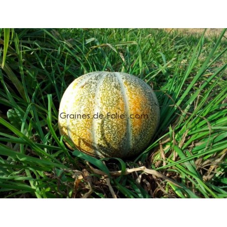 Melon VIEILLE FRANCE graines semences anciennes certifiées bio
