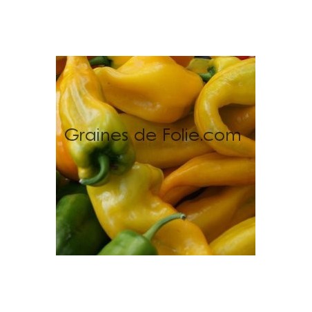 Poivron CORNE de TAUREAU JAUNE