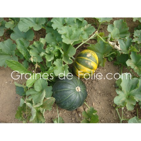 Melon NOIR DES CARMES graines semences anciennes bio hâtif précoce sucré