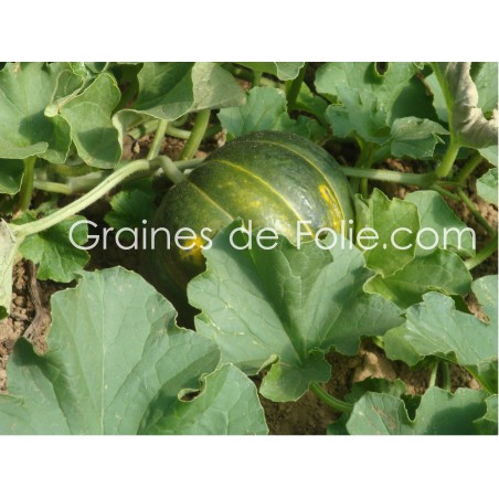 Melon NOIR DES CARMES graines semences anciennes bio hâtif précoce sucré