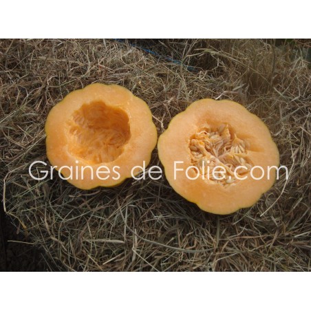 Melon NOIR DES CARMES graines semences anciennes bio hâtif précoce sucré