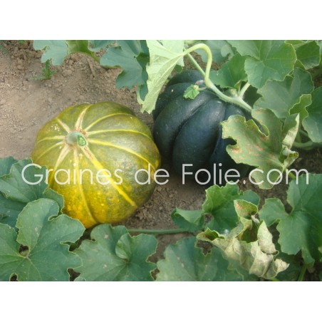 Melon NOIR DES CARMES graines semences anciennes bio hâtif précoce sucré