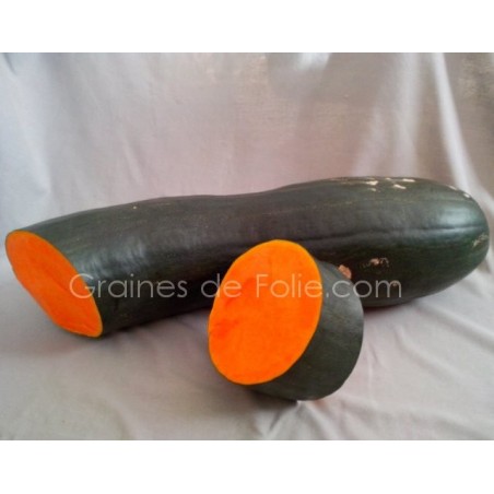 Courgette PLEINE de NAPLES
