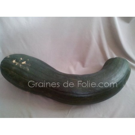 Courgette PLEINE de NAPLES