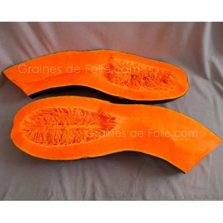 Courgette PLEINE de NAPLES