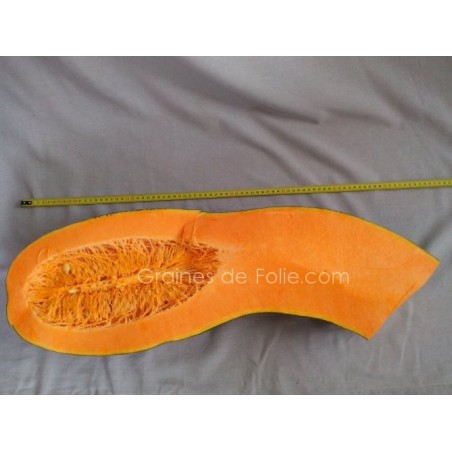Courgette PLEINE de NAPLES