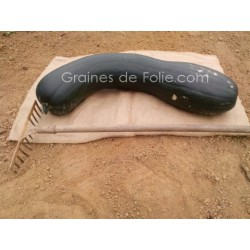 Courgette PLEINE de NAPLES