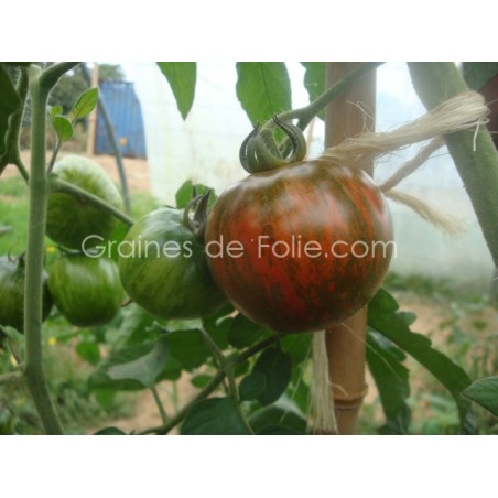 Tomate BLACK ZEBRA - BIO *