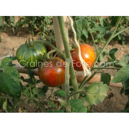 Tomate BLACK ZEBRA - BIO *