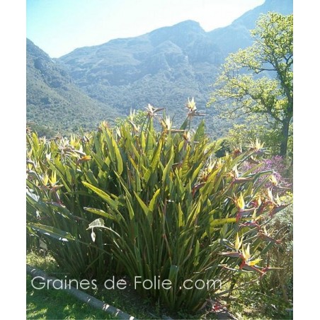 Oiseau de PARADIS Jaune - Strelitzia reginae mandelas gold 