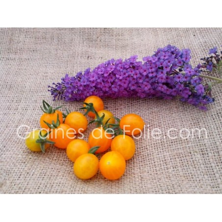 Tomate cerise CLEMENTINE - BIO *