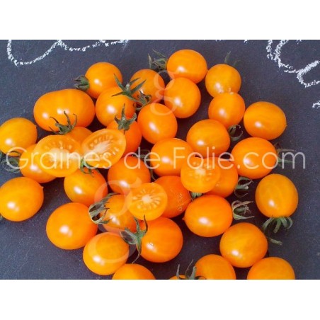 Tomate cerise CLEMENTINE - BIO *