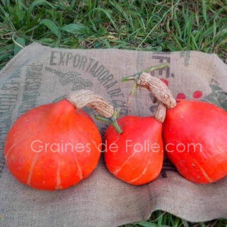 Potimarron RED KURI