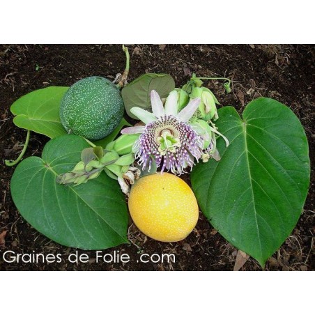 Grenadille sucrée - Passiflora ligularis