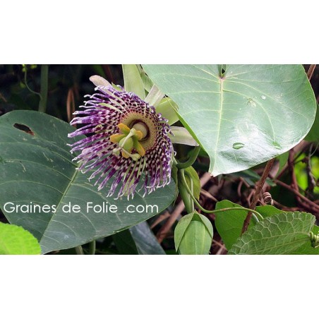 Grenadille sucrée - Passiflora ligularis