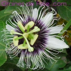 Grenadille Jaune - Passiflora edulis flavicarpa