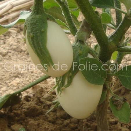 Aubergine BLANCHE RONDE A OEUF