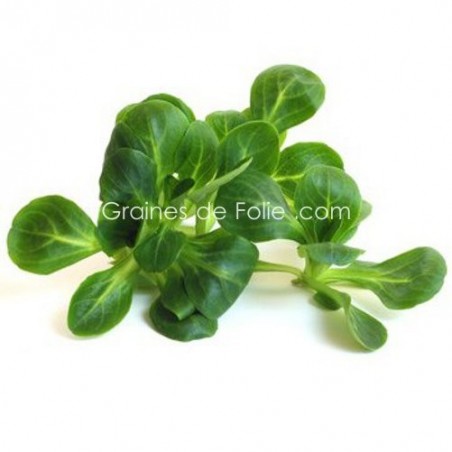 Mâche Verte de Cambrai