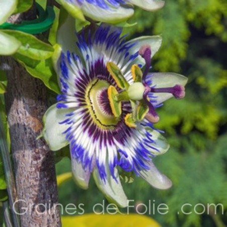 https://www.grainesdefolie.com/3035-medium_default/passiflore-bleue-passiflora-caerulea.jpg