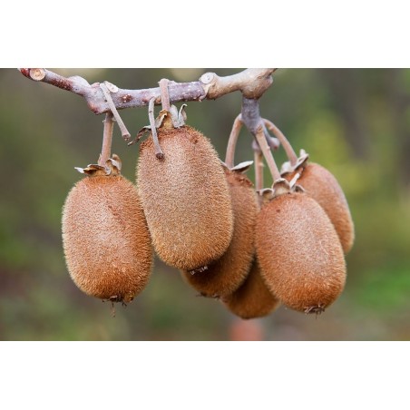 KIWI - Actinidia Chinensis