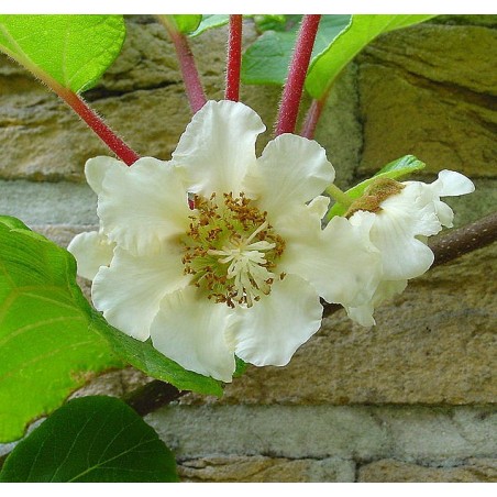 KIWI - Actinidia Chinensis