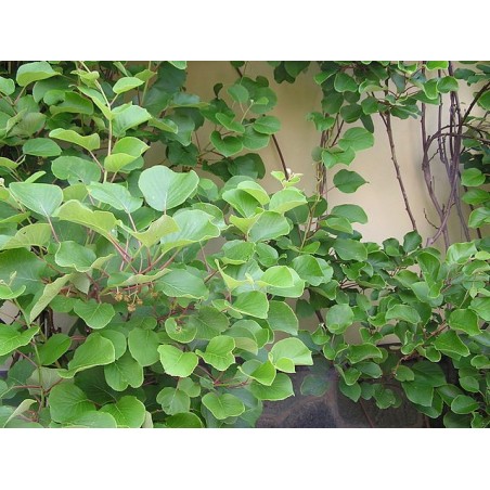 KIWI - Actinidia Chinensis