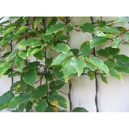KIWAI ou KIWI de SIBERIE - Actinidia arguta
